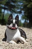BOSTON TERRIER 027